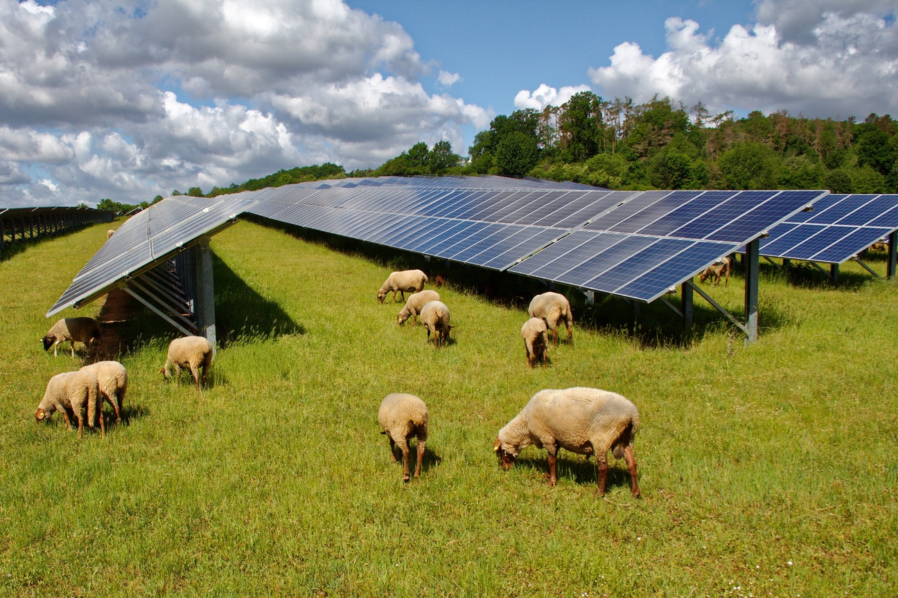 Panneaux solaires au sol : intérêts et limites d’une solution accessible à tous